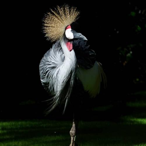 hero-content-666x666